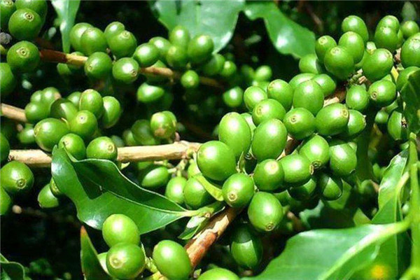 咖啡种植自然条件图片