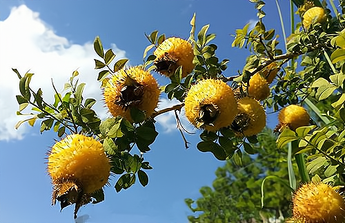 从种植到市场：全方位解析刺梨产业的发展前景_加盟星百度招商加盟服务平台