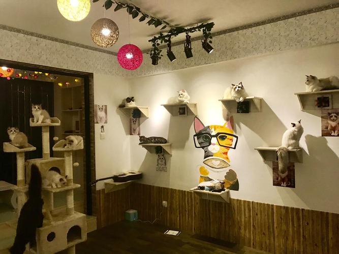 猫咖在市场行业里的项目优势：探索创业新机会，感受独特魅力_加盟星百度招商加盟服务平台