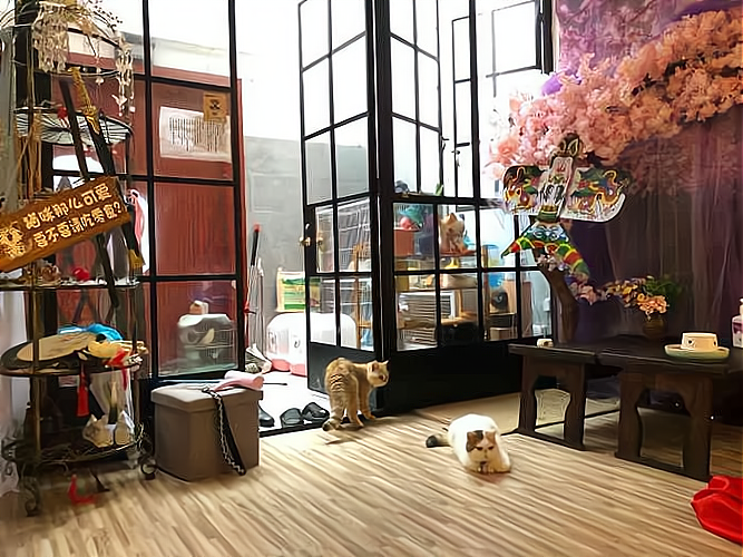 猫咪咖啡馆加盟费多少钱_猫咪咖啡馆加盟费低至15.5万元_猫咪咖啡馆加盟怎么样_猫咖成功案例：揭示猫咪咖啡馆的商业成功之道_加盟星百度招商加盟服务平台