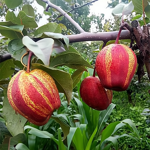 红酥蜜梨介绍图片