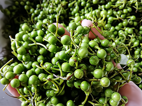 木奶果种植前景如何,以下信息要了解!