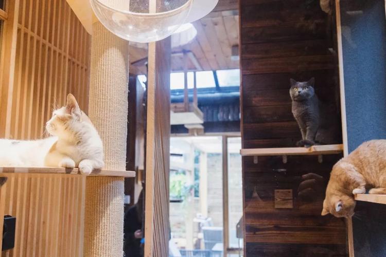 猫咖卖什么？靠什么赚钱？揭秘猫咖创业新商机！_加盟星百度招商加盟服务平台