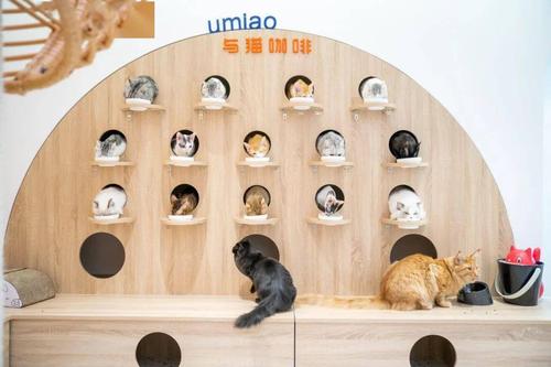 猫咖前景怎么样？揭秘猫咖市场的无限商机与创业新机遇_加盟星百度招商加盟服务平台