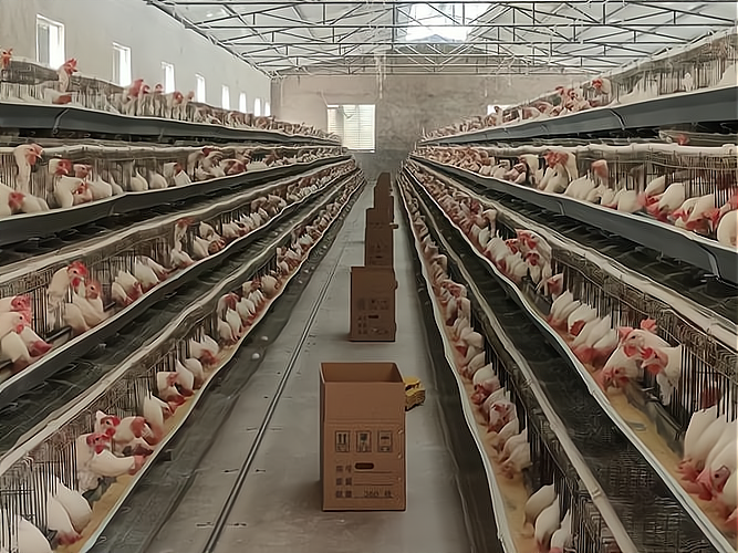 致富网加盟项目合作养鸡(致富网小投资项目2020养殖)