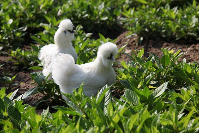 开一家泰和乌鸡加盟费多少?大致需要8.1万元起