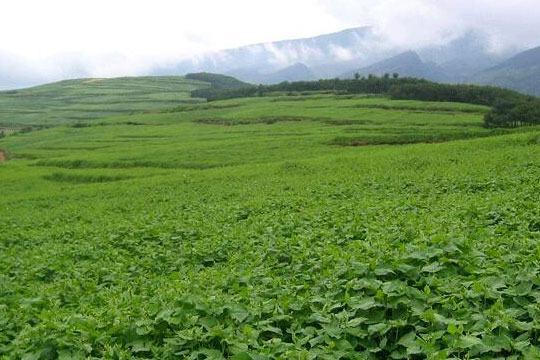 彝乡人苦荞茶代理多少钱?加盟费多少?总投资9.4万起,免加盟费!