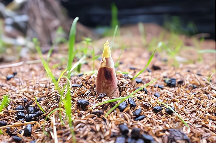 关于莲藕种植一亩投资及效益施俊山的信息