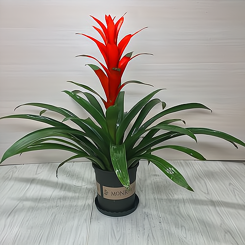 盆栽种植创业(盆栽种植创业项目)