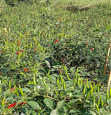 种植指天椒一亩投资多少钱,以下信息要了解!
