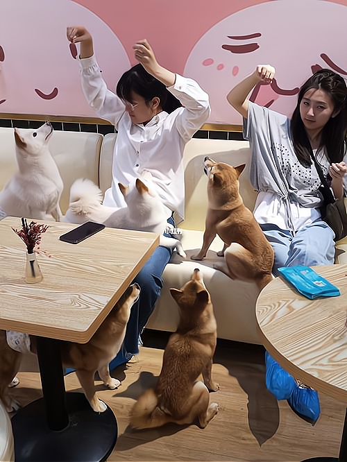 开一家狗咖成本详细,以下信息要了解！_加盟星百度招商加盟服务平台