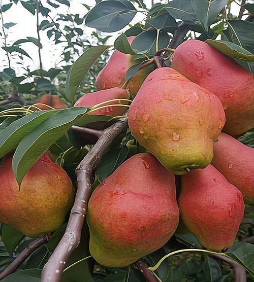 关于红贵妃梨种植需要注意的事项有哪些?