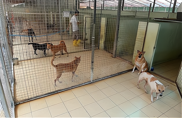 做犬舍需要什么条件加盟费用_做犬舍需要什么条件门店分布_加盟星百度