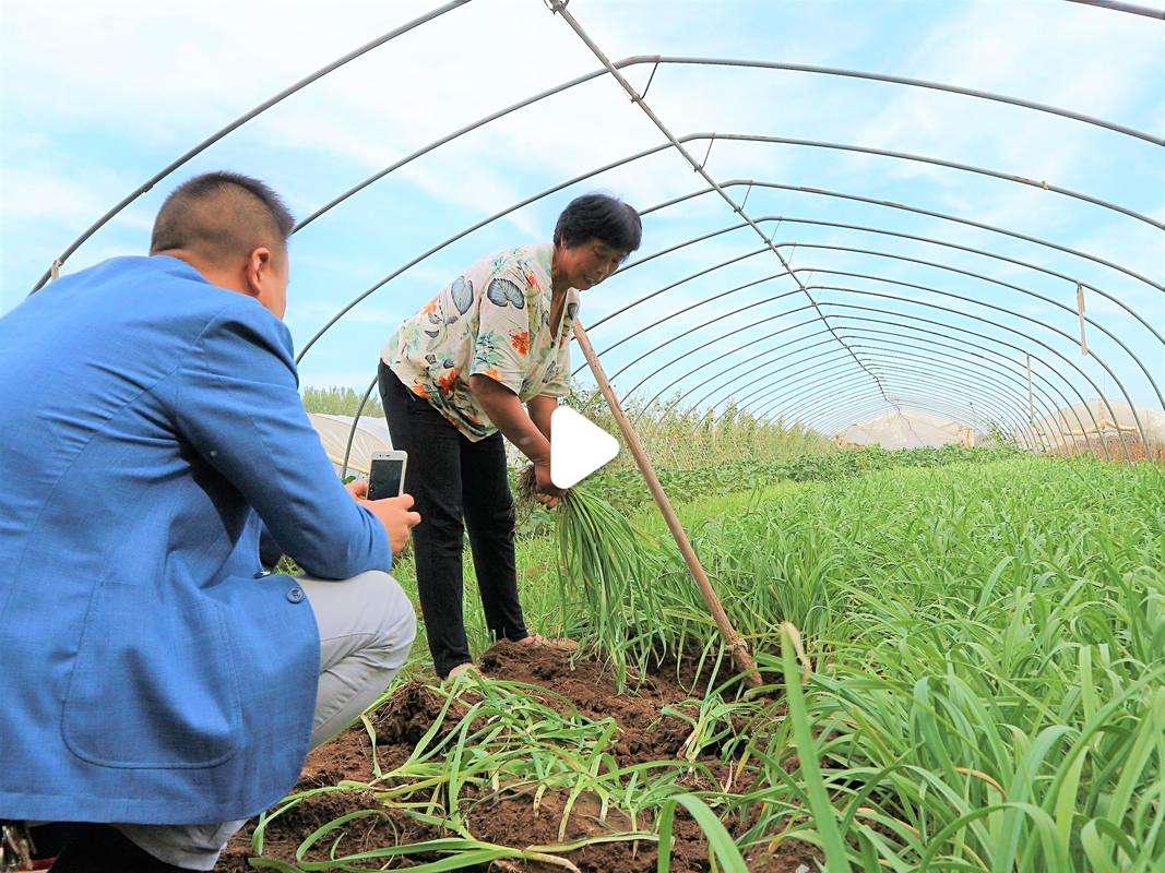 2020种植什么好赚钱吗(种植业什么最赚钱最有前景?)