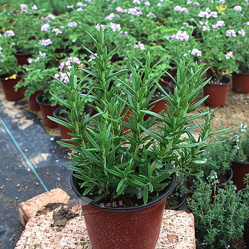 开家香味植物盆景店要多少钱一个月(开家香味植物盆景店要多少钱一个月呢)