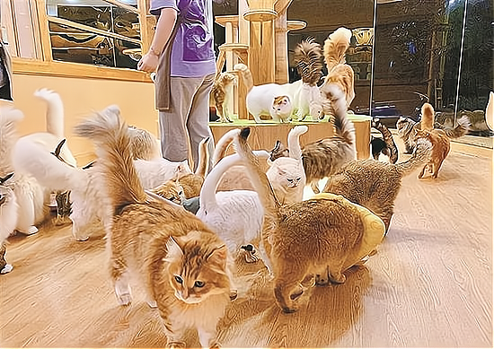 开猫舍赚钱吗?开猫舍应当注意些什么?_加盟星百度招商加盟服务平台