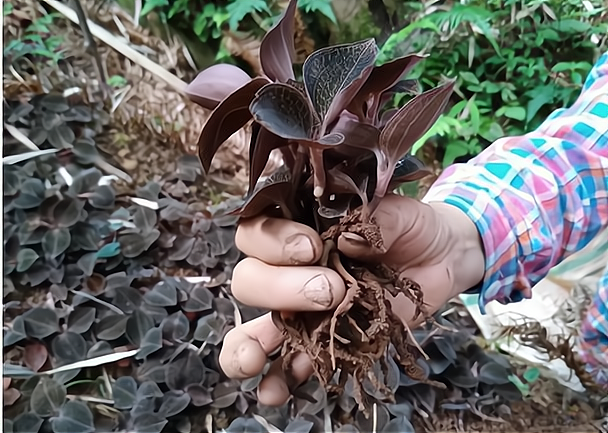 金线莲种植家庭阳台图片