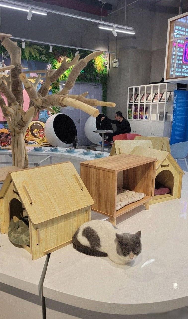 猫咖创业市场：前景、机会与利益的全面解析_加盟星百度招商加盟服务平台