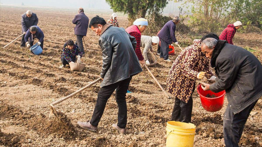 种地能发家致富,农民没有地可种?这里有解决方案!