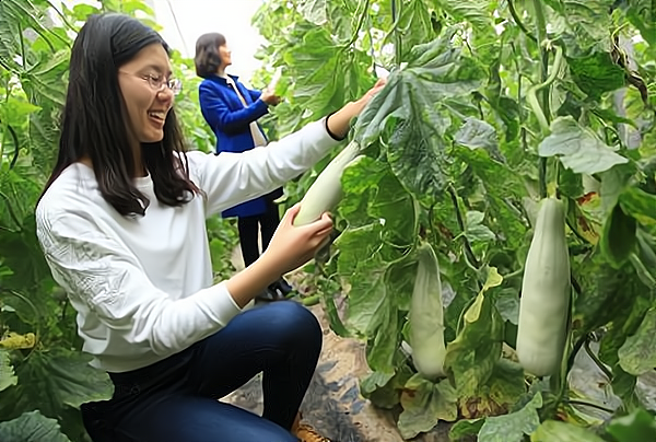 关于种植什么赚钱快不愁卖,好管理!的信息