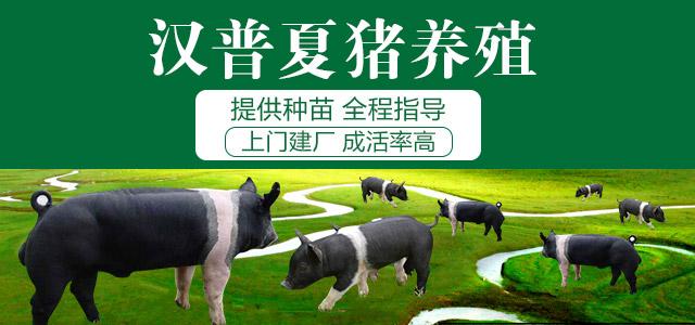 低成本养殖赚钱项目有哪些(低成本养殖赚钱项目有哪些呢)