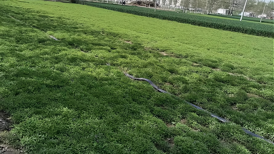 种植元胡一亩地投资多少钱?,以下信息要了解！_加盟星百度招商加盟服务平台