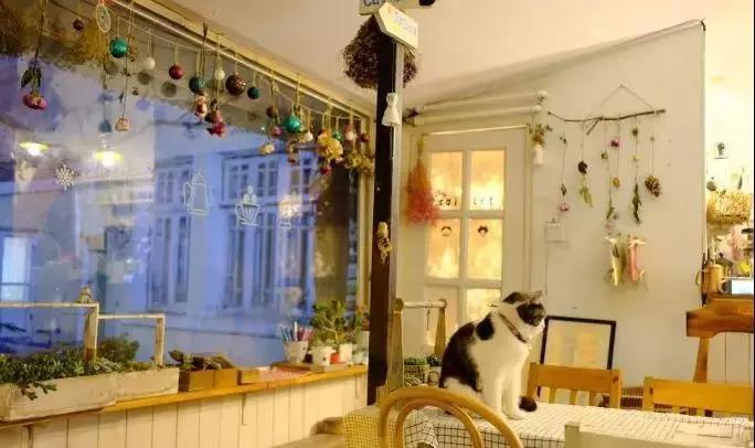 猫咖前景怎么样？揭秘猫咖市场的无限商机与创业新机遇_加盟星百度招商加盟服务平台