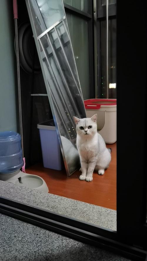 开猫舍需要多少投入有多大利润：低成本高回报的创业新选择_加盟星百度招商加盟服务平台