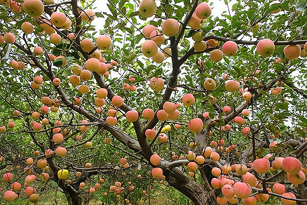 斯浮全合成机油怎么样加盟费用_斯浮全合成机油怎么样门店分布_加盟星