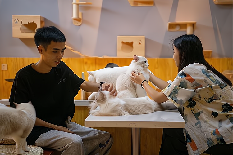 自带萌感的治愈“猫咖店”成大众“吸猫”根据地_加盟星百度招商加盟服务平台