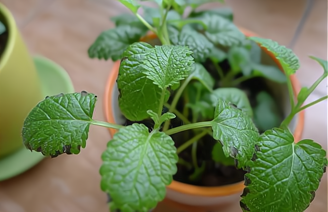 室内种植致富图片