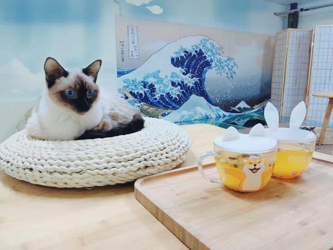 猫咖在市场行业里的项目优势：探索创业新机会，感受独特魅力_加盟星百度招商加盟服务平台