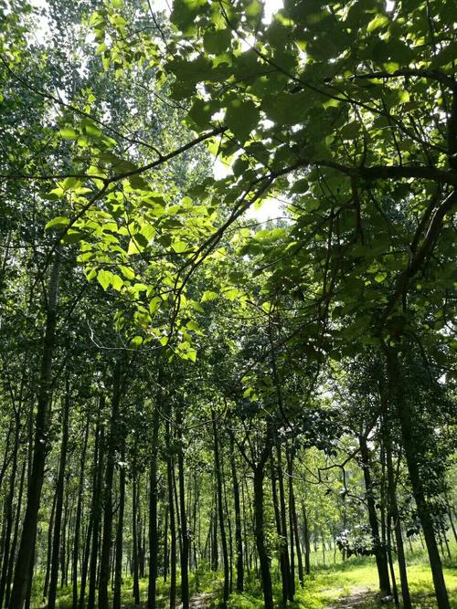 林地适合做什么项目？——一份专为创业者准备的林地项目指南_加盟星百度招商加盟服务平台
