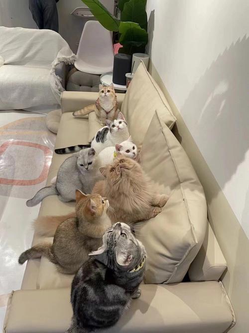 猫咖的项目优势：为何成为创业新宠？_加盟星百度招商加盟服务平台