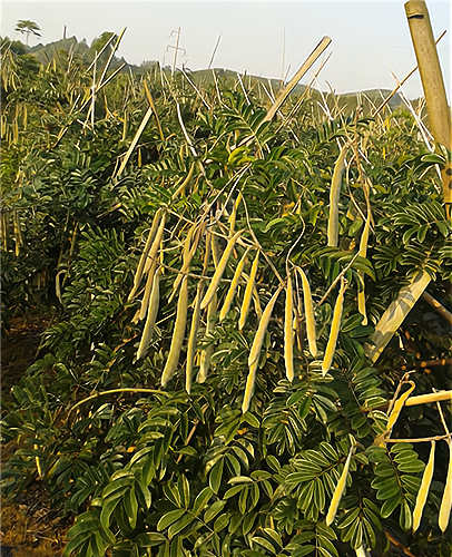 健康潮流中的山豆根,中药材创业的新机会!