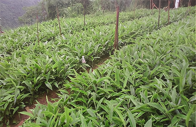 文山砂仁种植基地图片