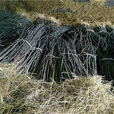 红麻种植一亩利润有多少?红麻种植要注意哪些呢？_加盟星百度招商加盟服务平台