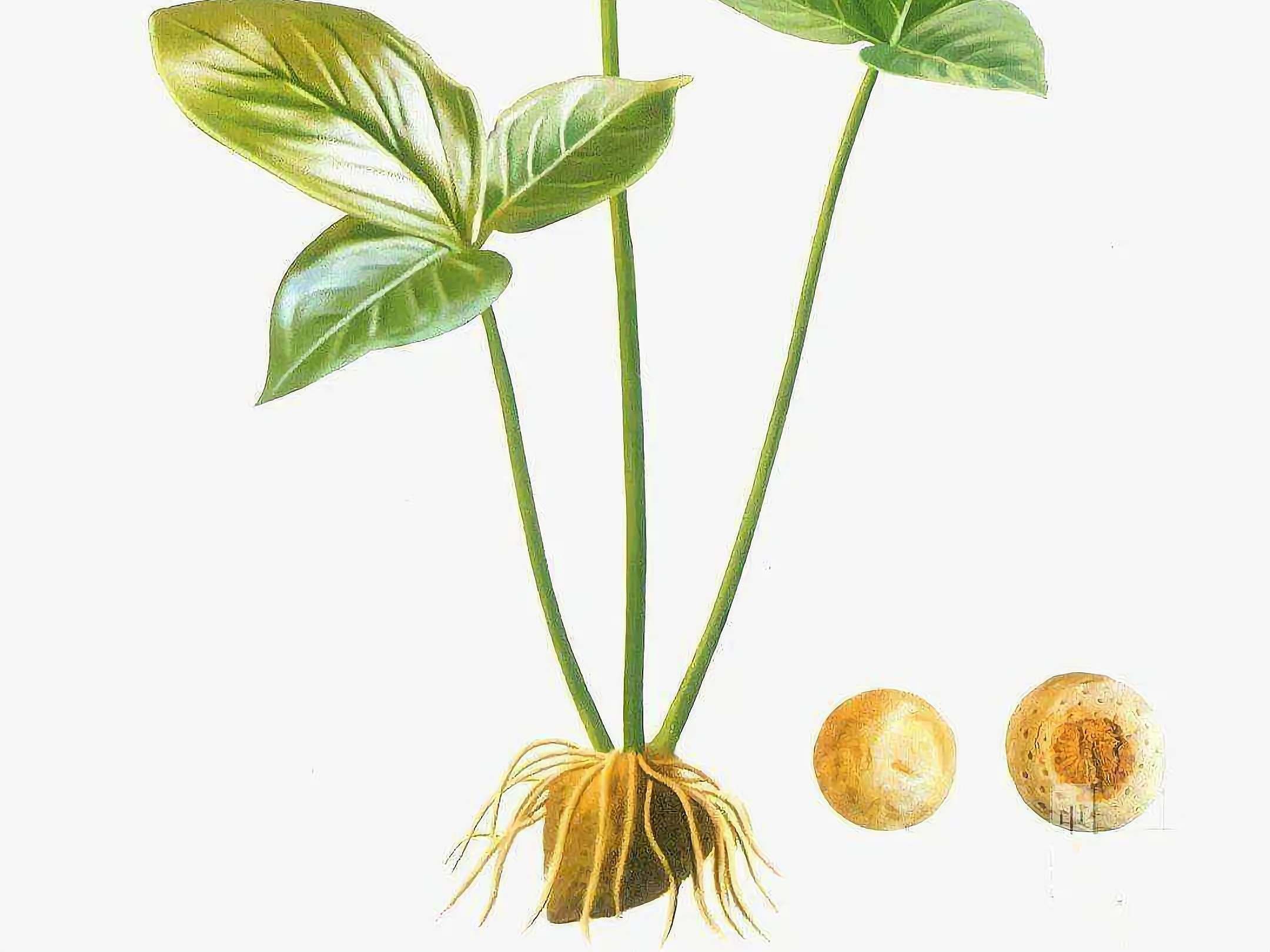 半夏种植投资及利润怎么样?半夏有哪些功效作用?