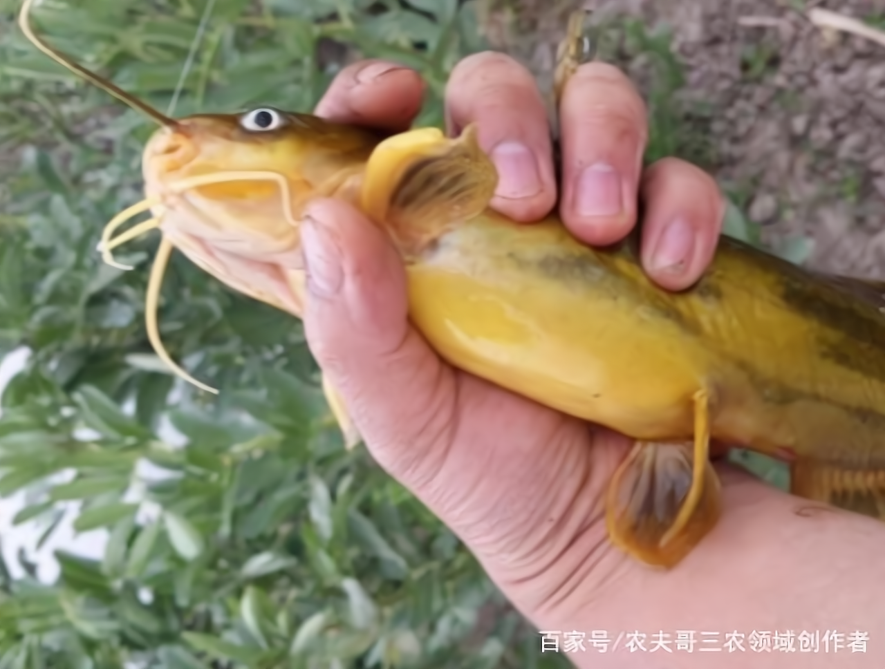 养一亩鱼一年一般可以赚多少(一亩地养鱼一年可以赚多少钱啊)