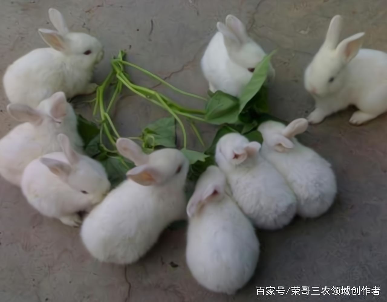 投资小回本快的养殖业赚钱吗(投资小回本快的养殖业赚钱吗现在)