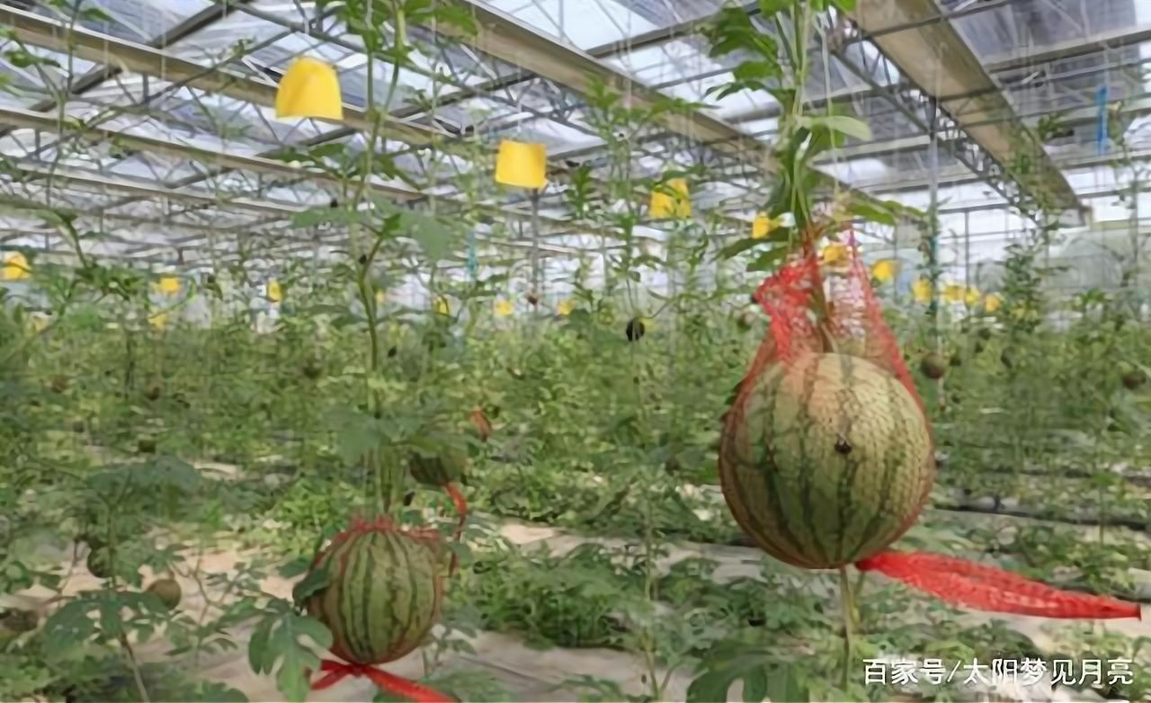 农村致富有什么好项目(适合在农村做的25个项目)