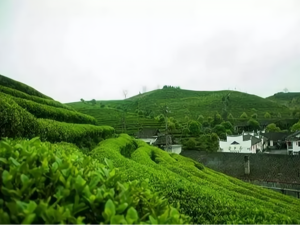 中旦茶庄茶学院图片