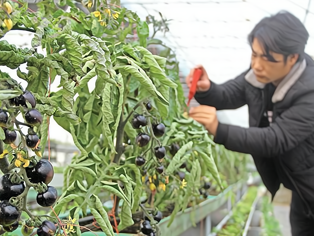 种植致富农村项目大全(致富经创业项目 农村 种植业)