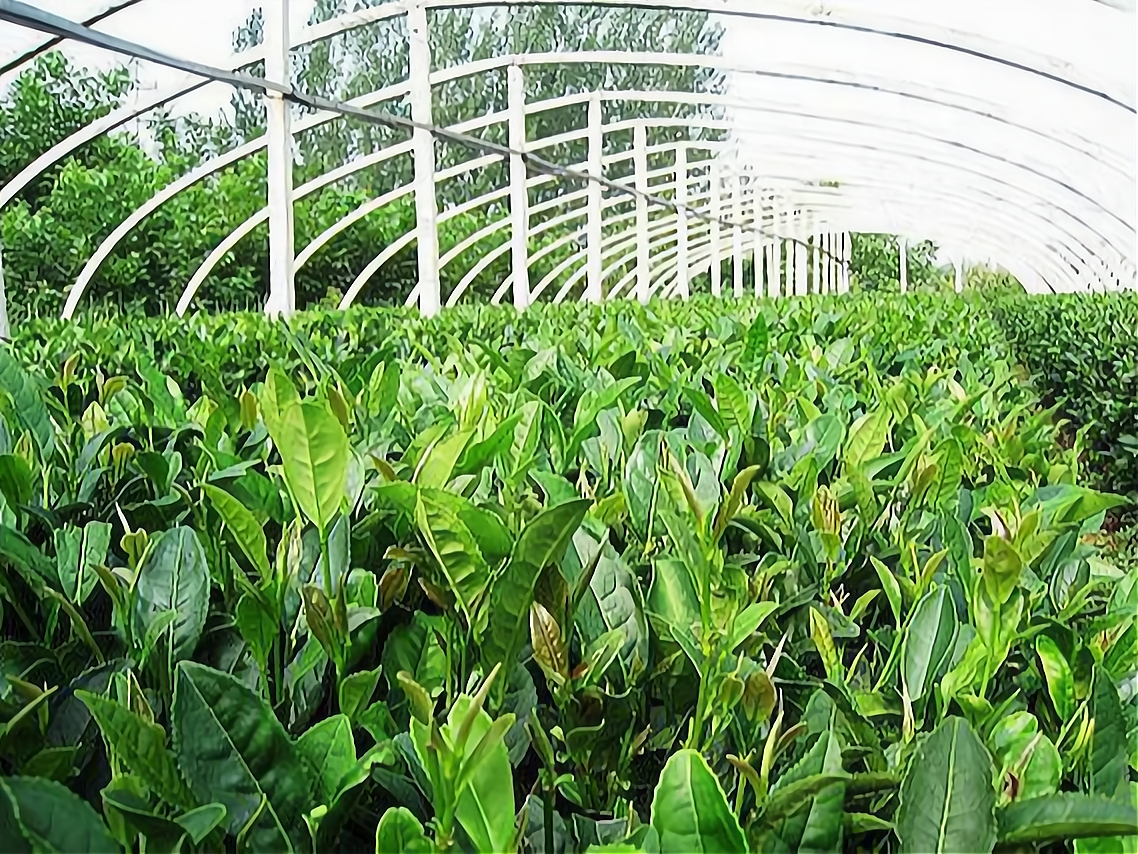 种植什么赚钱快不愁卖还不违法(种植什么赚钱快不愁卖还不违法的)