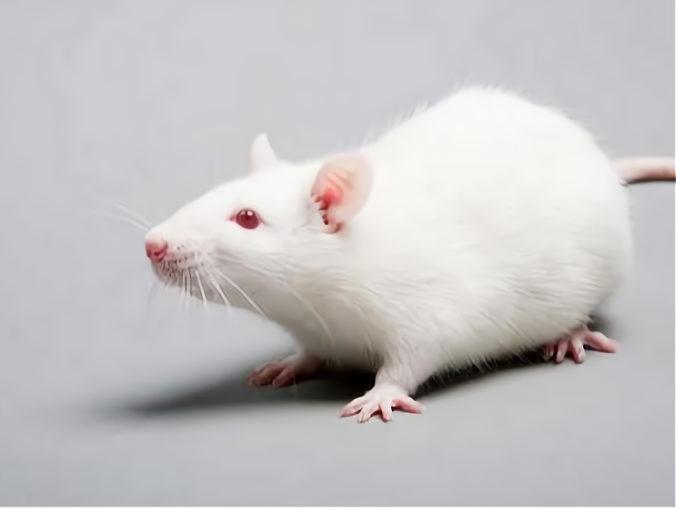 恋爱小白鼠漫画免费观看下拉式漫画网最新章节恋爱秘籍