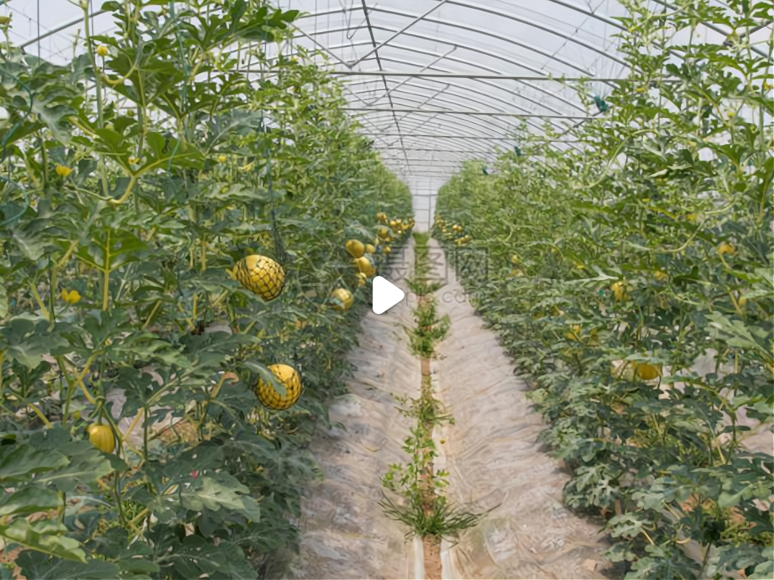 农民致富种植项目简介(致富经创业项目 农村 种植业)