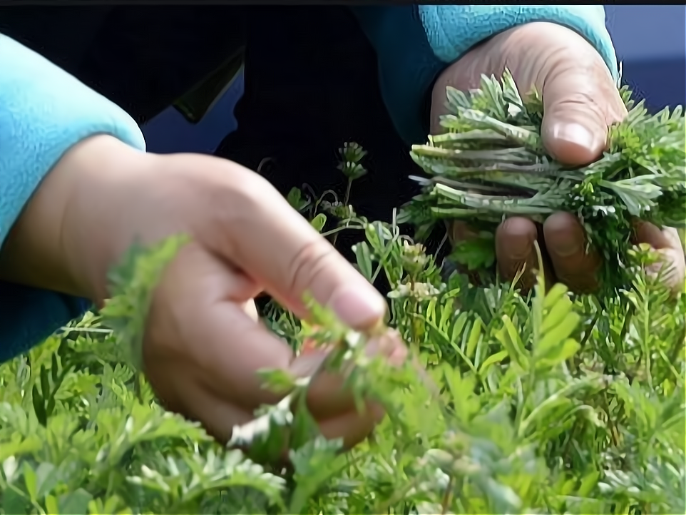 适合50-60岁的创业项目(适合5060岁的创业项目面食)