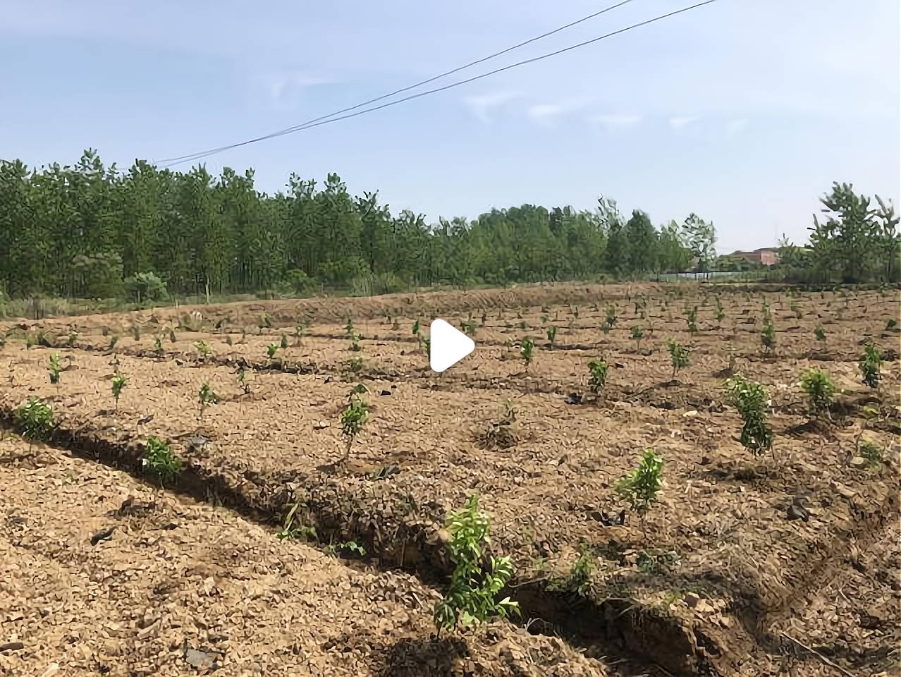 种植什么能赚钱(种植什么赚钱快不愁卖利润高)