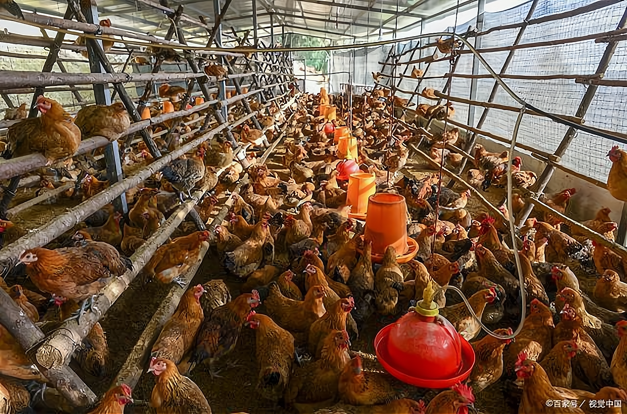 温氏集团养鸡怎么合作加盟费用