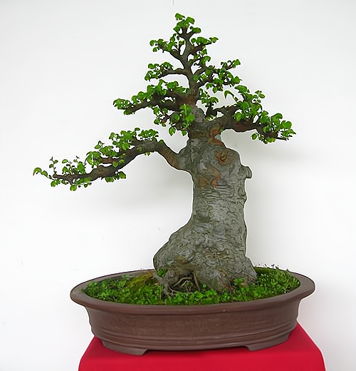 开家香味植物盆景店(开盆栽植物店需要多少成本)